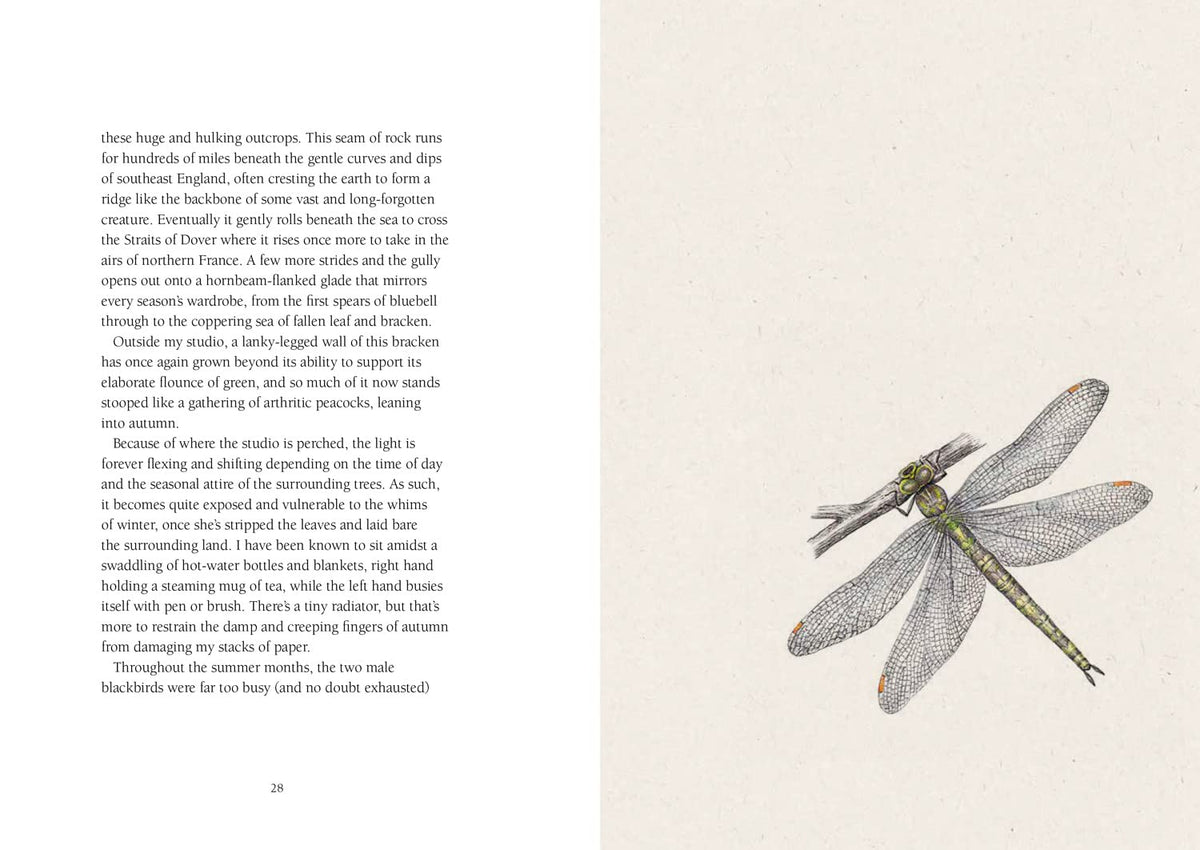 From Field & Forest: An Artist's Year in Paint and Pen