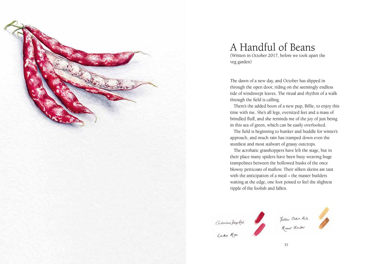 From Field & Forest: An Artist's Year in Paint and Pen
