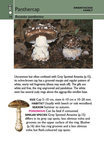 Mushrooms (Collins Gem)
