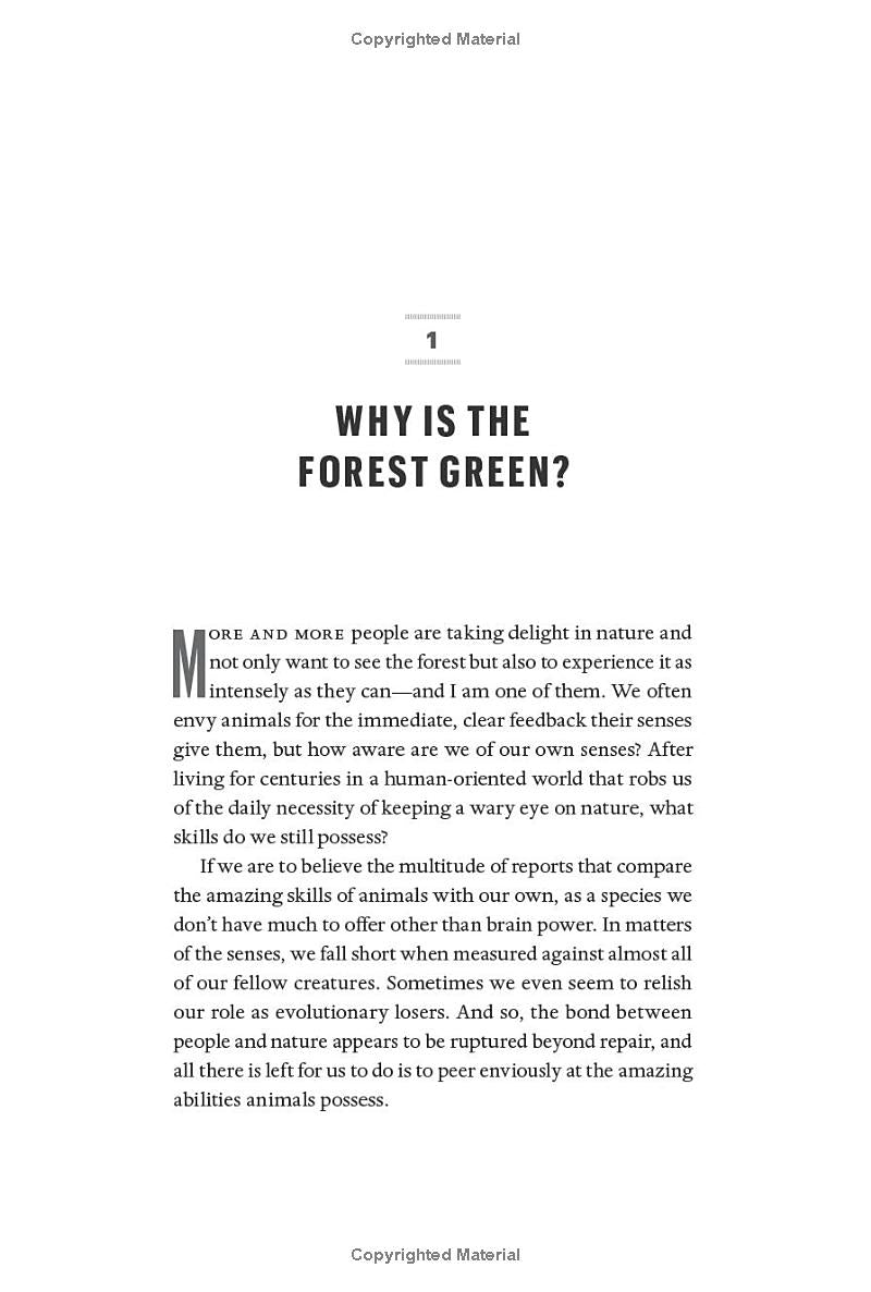 The Heartbeat of Trees: Embracing Our Ancient Bond With Forests and Nature