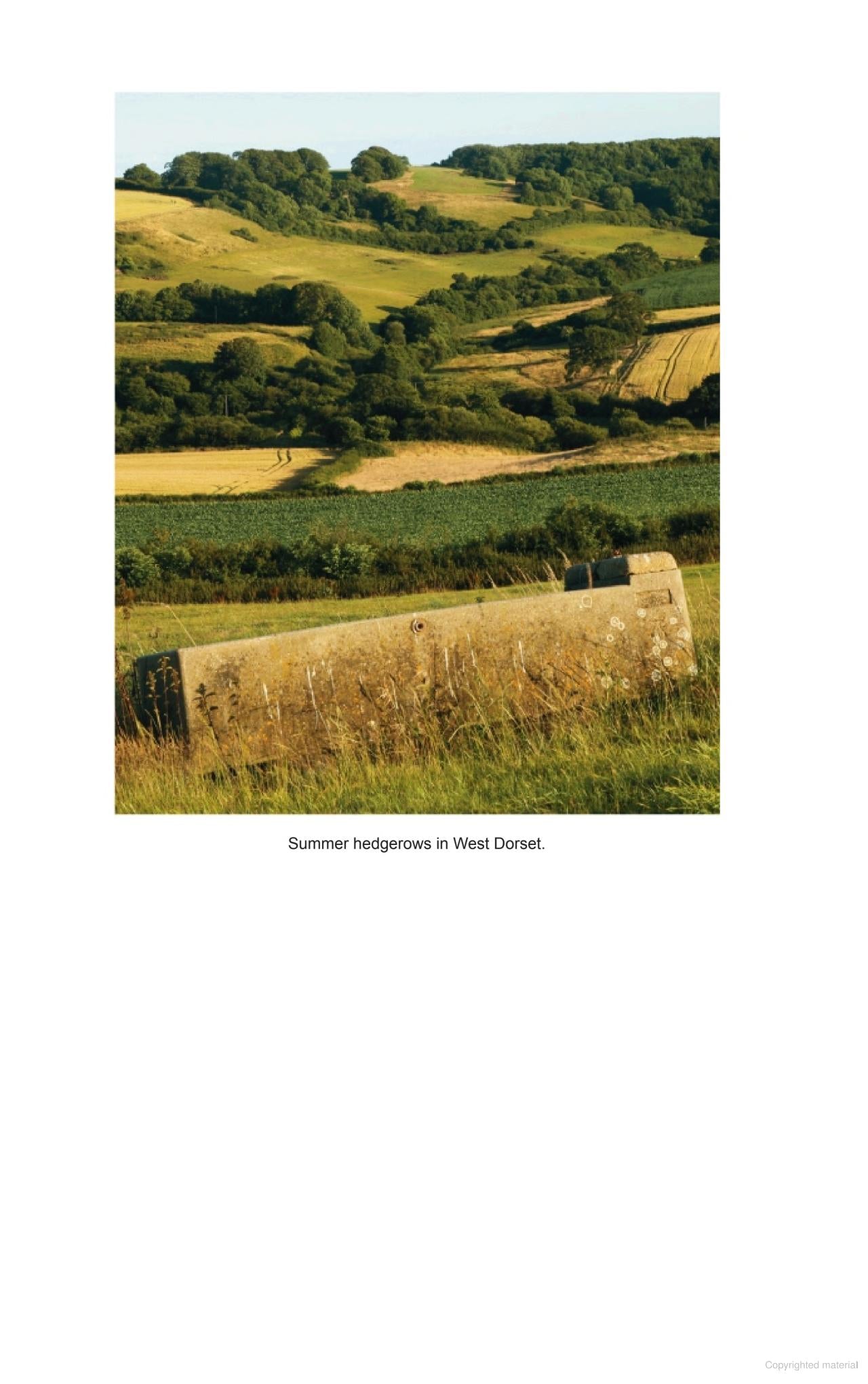 A Natural History of the Hedgerow: and ditches, dykes and dry stone walls