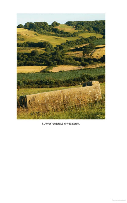 A Natural History of the Hedgerow: and ditches, dykes and dry stone walls