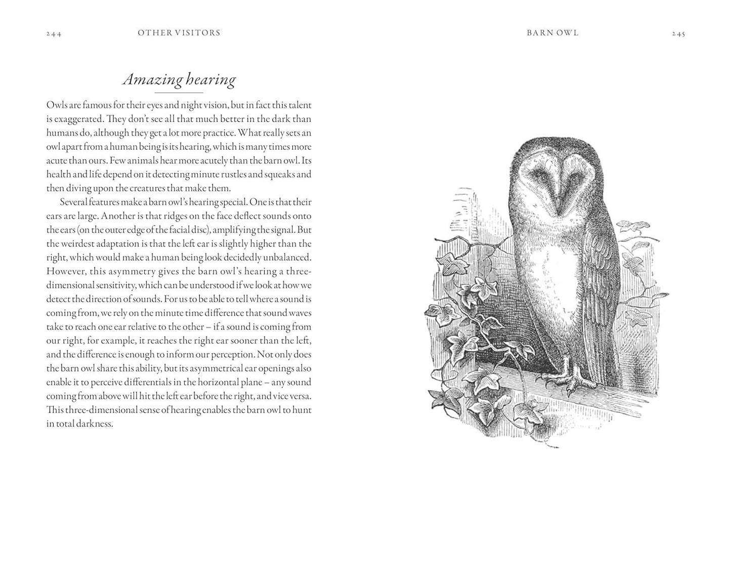 The Hidden Life of Garden Birds