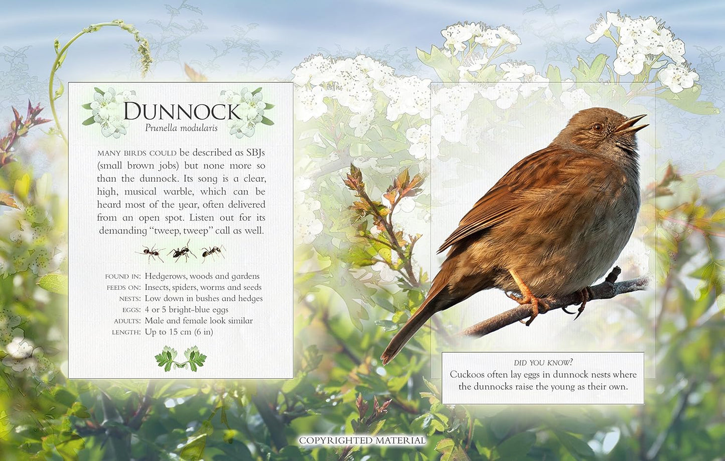 The Little Book of Garden Bird Songs