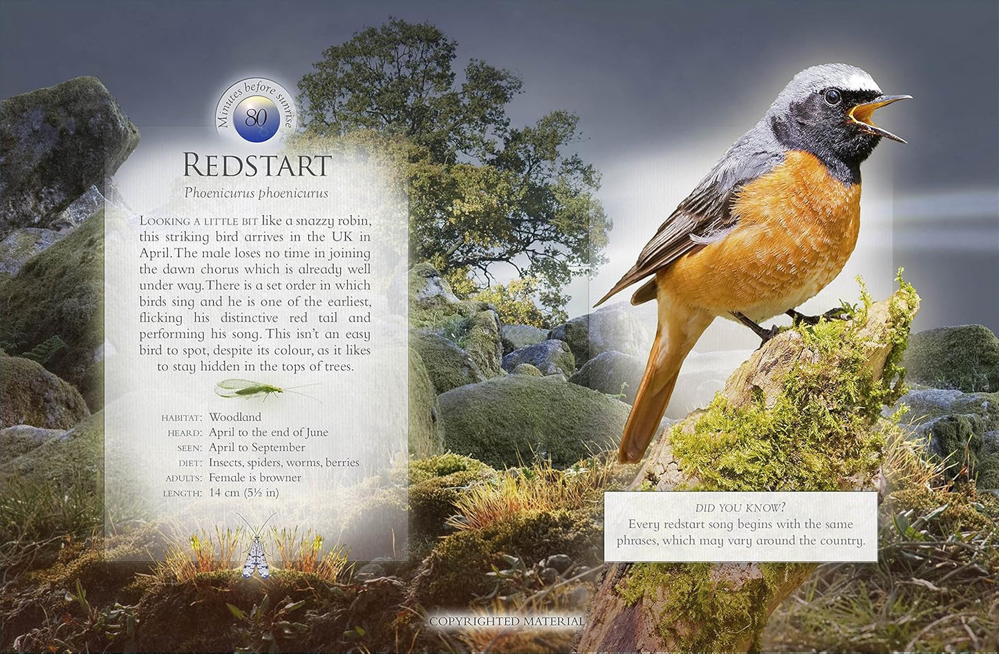 The Little Book Of The Dawn Chorus: Interactive sound book