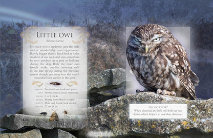 The Little Book Of Night-Time Animal Sounds