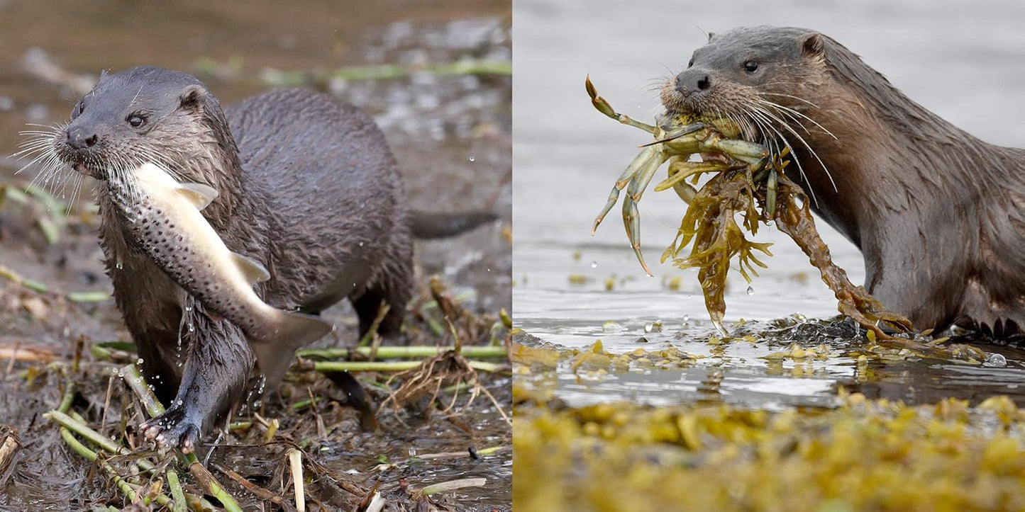The Otter Book