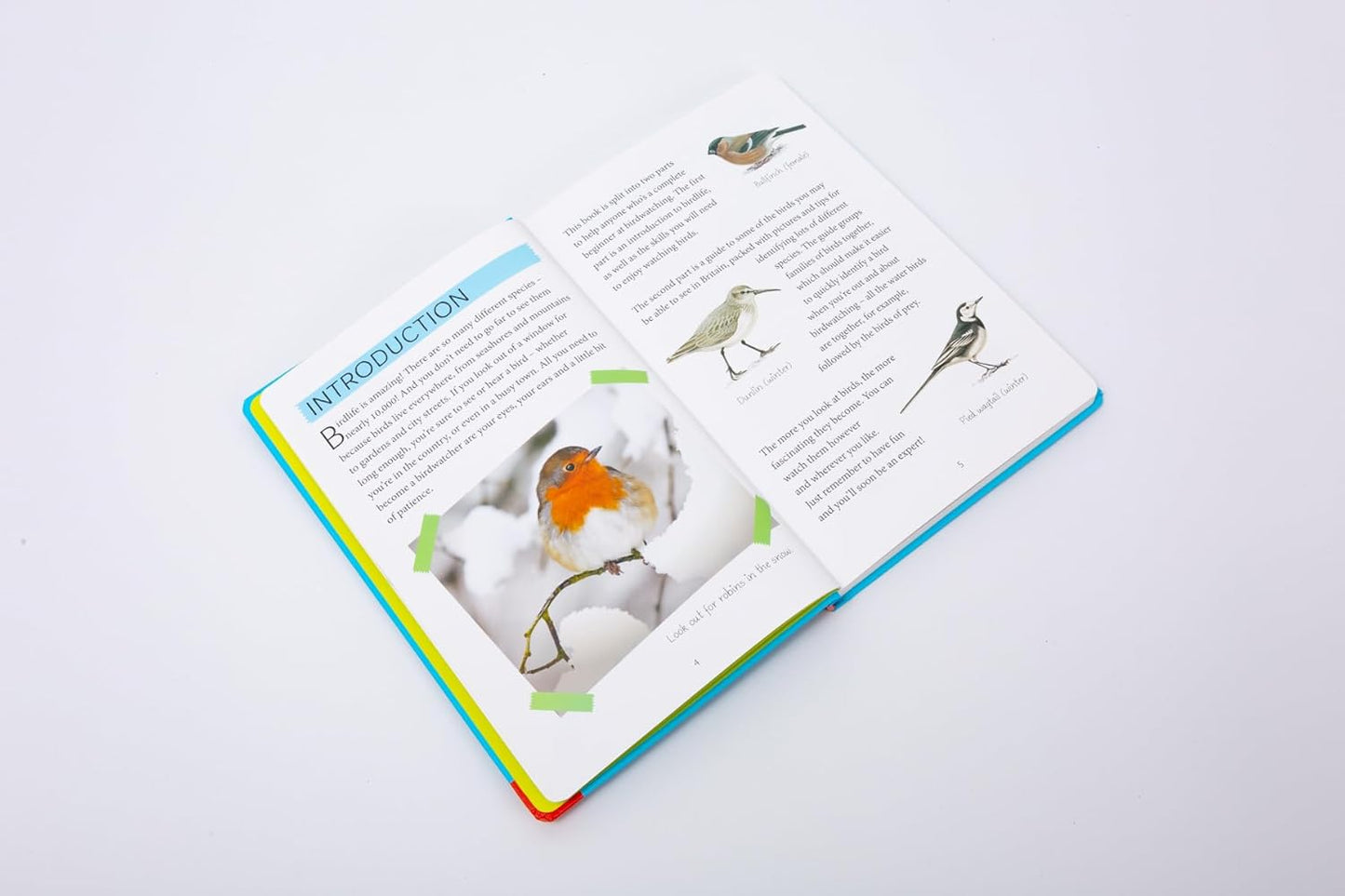 National Trust: Out and About Bird Spotter - A children's guide to over 100 different birds