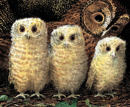 Owl Babies