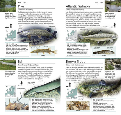 Pocket Nature Wildlife of Britain and Ireland: A unique Photographic Guide