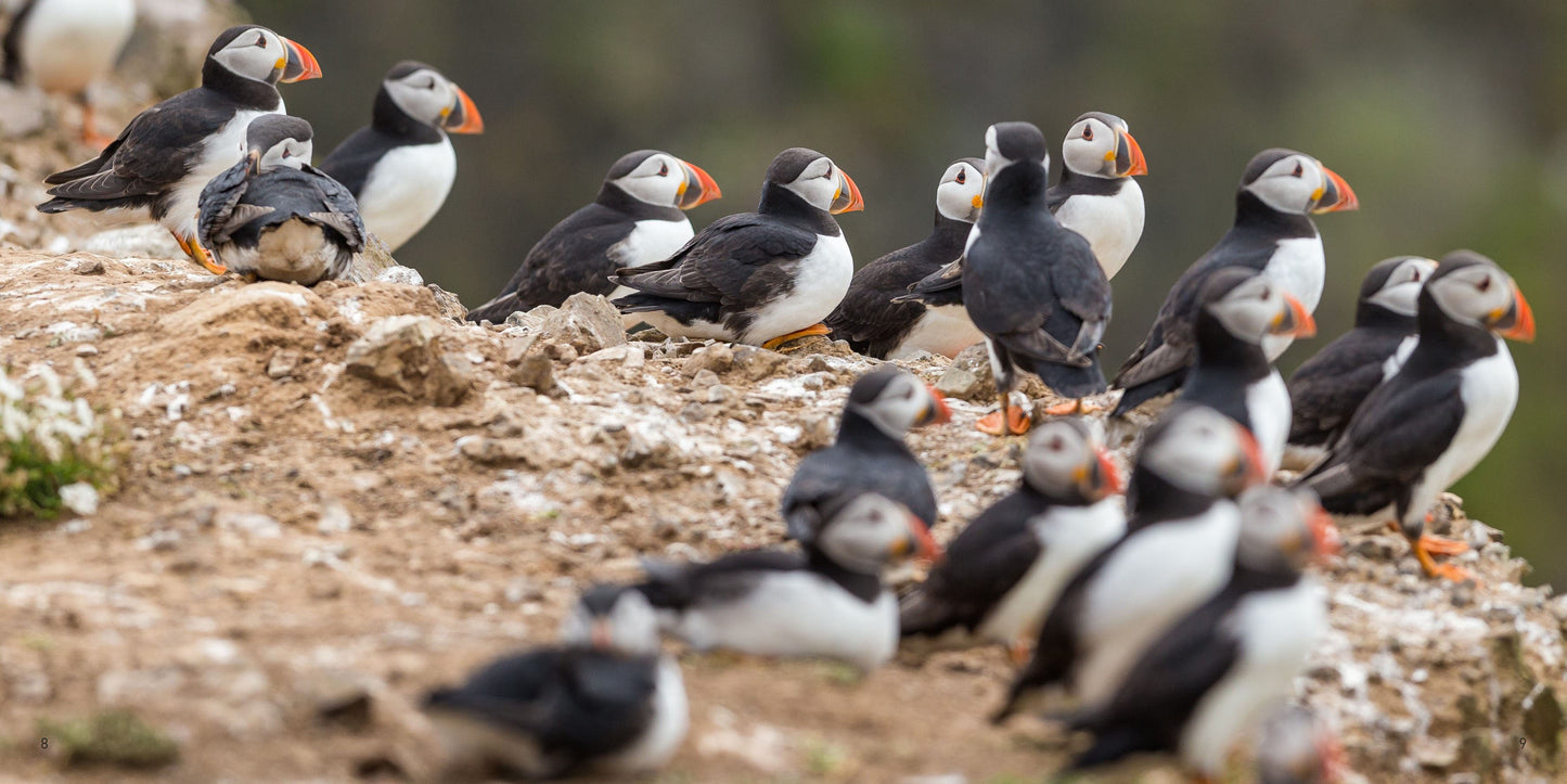 The Puffin Book