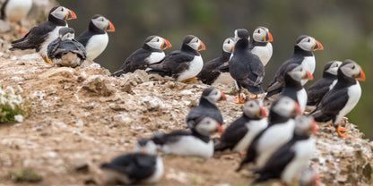 The Puffin Book