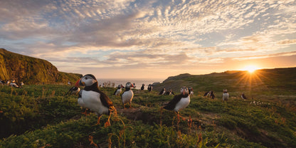 The Puffin Book