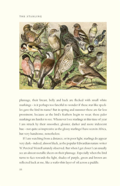 The Starling: A Biography - BBC Wildlife, *Books of the Year*