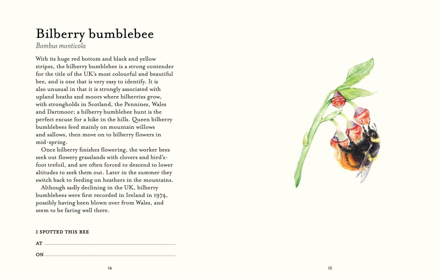 The Bee Spotter’s Guide: Discover Britain’s Bees with This Beautifully Illustrated Little Guide