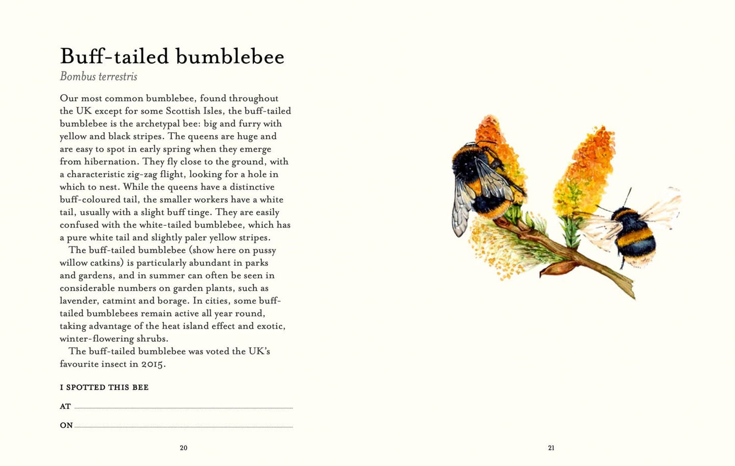 The Bee Spotter’s Guide: Discover Britain’s Bees with This Beautifully Illustrated Little Guide