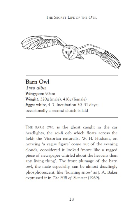 The Secret Life of the Owl