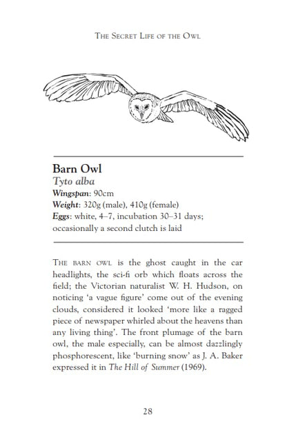The Secret Life of the Owl