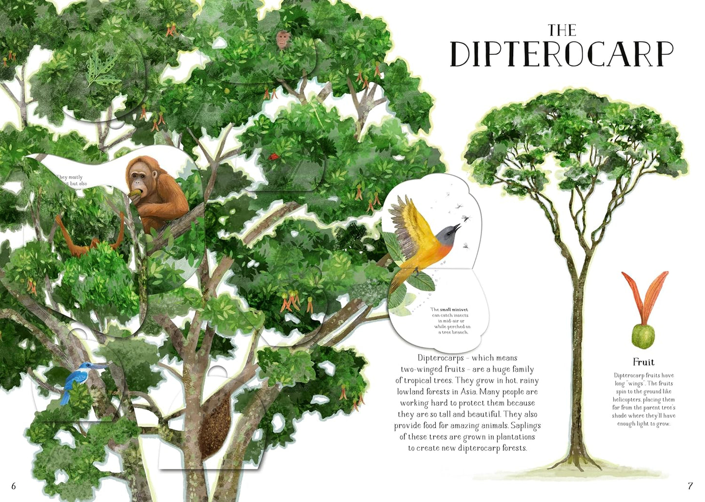 The Tree of Life : A lift-the-flap book about the amazing animals that live in trees around the world