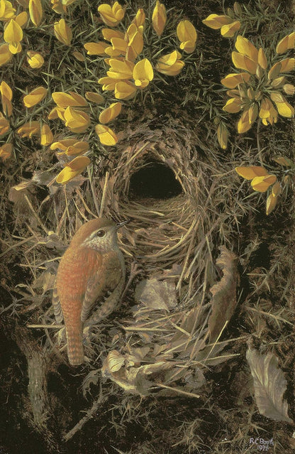 The Wren: A Biography, The perfect gift for bird lovers