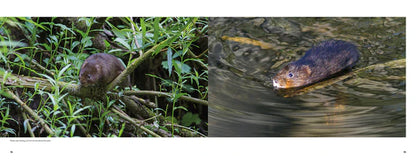 The Water Vole: The Story of One of Britain's Most Endangered Mammals