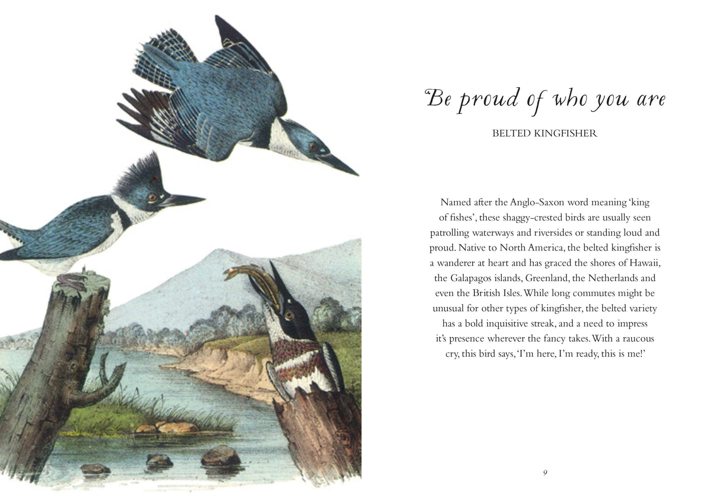 The Wisdom of Birds