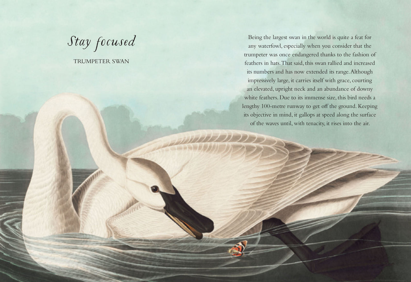 The Wisdom of Birds