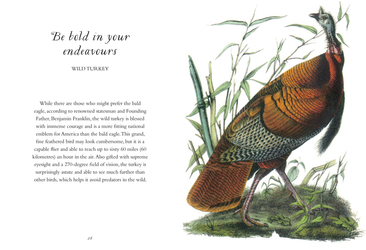 The Wisdom of Birds
